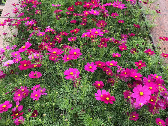 平顶山仿真花加盟|设计商业区植物摆设